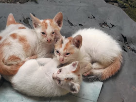 Foto-foto anak kucing lucu 09