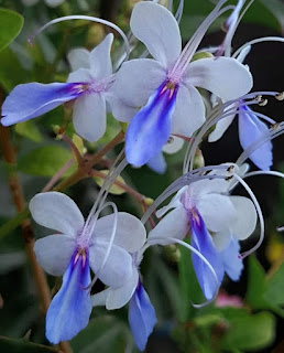 花色較豔麗的品種也稱為紫蝴蝶