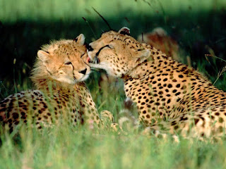 grooming cheetah