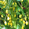 Neem Oil On Fruit Trees / Neem oil for Eczema: benefits, properties, and how to use it - Below i have noted a few links to articles in gardenality you may be interested in.