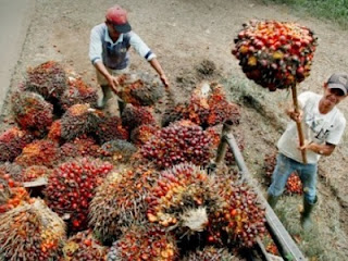 Ilustrasi panen kelapa sawit (foto radiogwp.com)