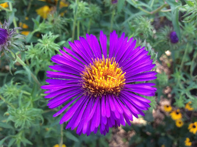 Aster novi-Belgii 'Violetta'