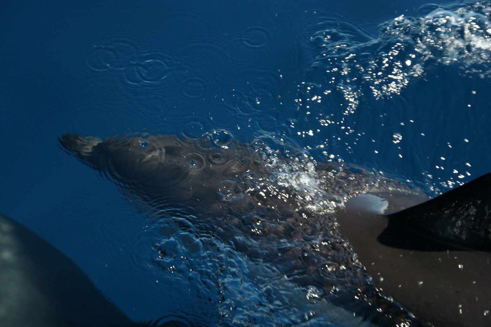 Ausmalbilder Delfin zum Ausdrucken und Online Ausmalen