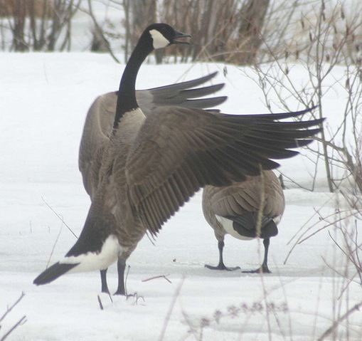 Canada Geese