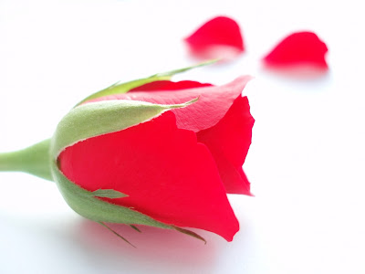 rose wallpaper. red rose wallpaper red rose. rose wallpaper. red rose