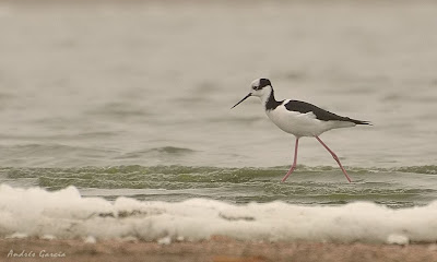 Tero real Himantopus mexicanus