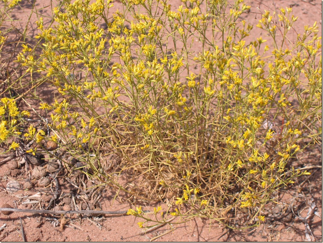 rabbitbrush