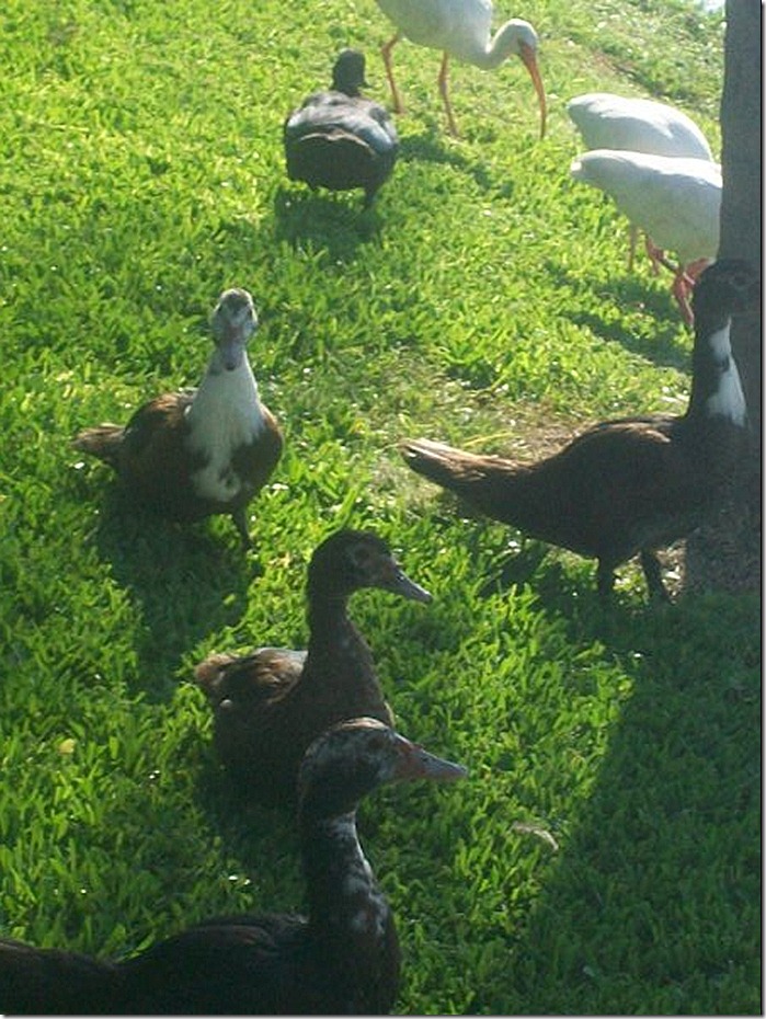 ducks 1 ducks 1