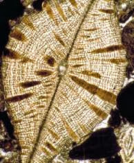 Kanan: Foraminifera bentonik Discocyclina sp. dari Formasi Naranjo (Puerto Rico) yang berumur Eosen Tengah (sekitar 55.8 - 33.9 juta tahun yang lalu)