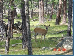 Deer @ Devil's Tower