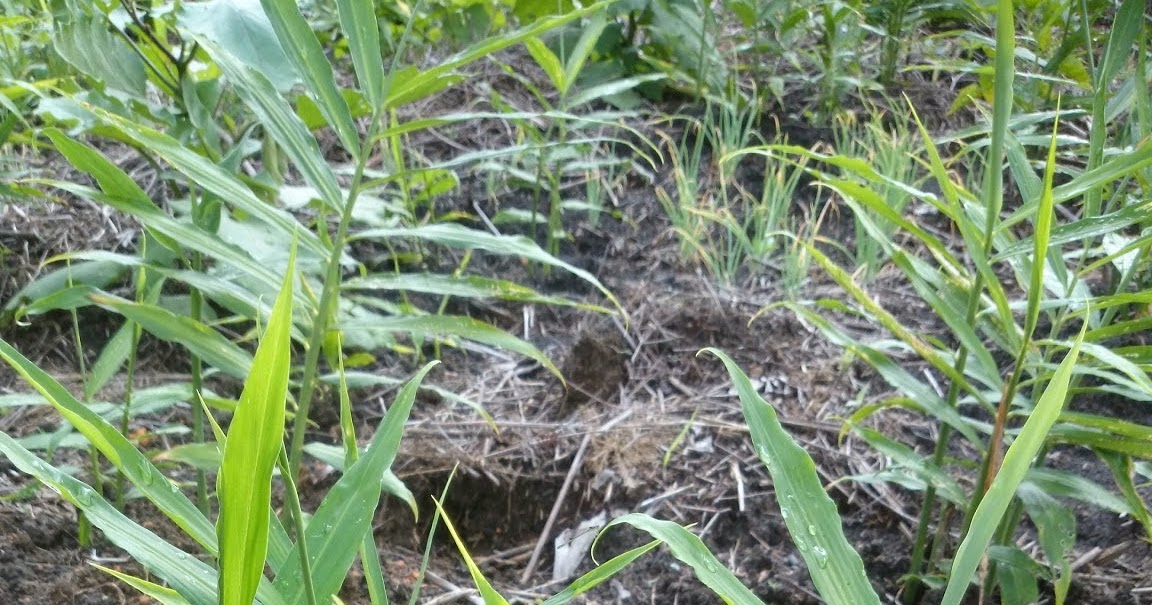 CARA DAN PANDUAN MENANAM HALIA ~ Kebun Di Belakang Rumah