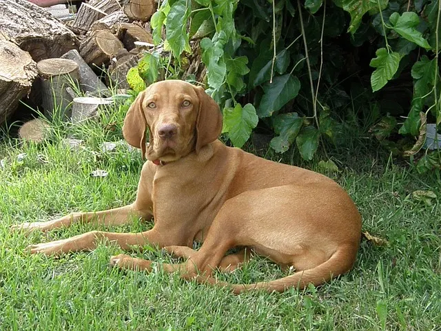 [Review Dog] Đánh giá chó Vizsla