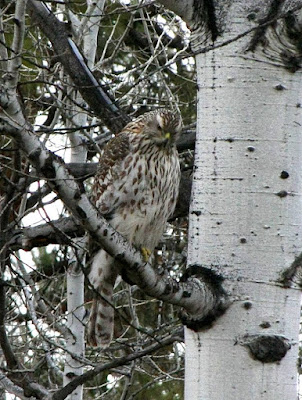 Goshawk in Aspen grove