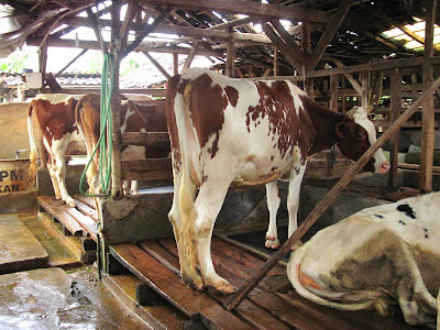 ternak sapi potong kandang sapi tradisional