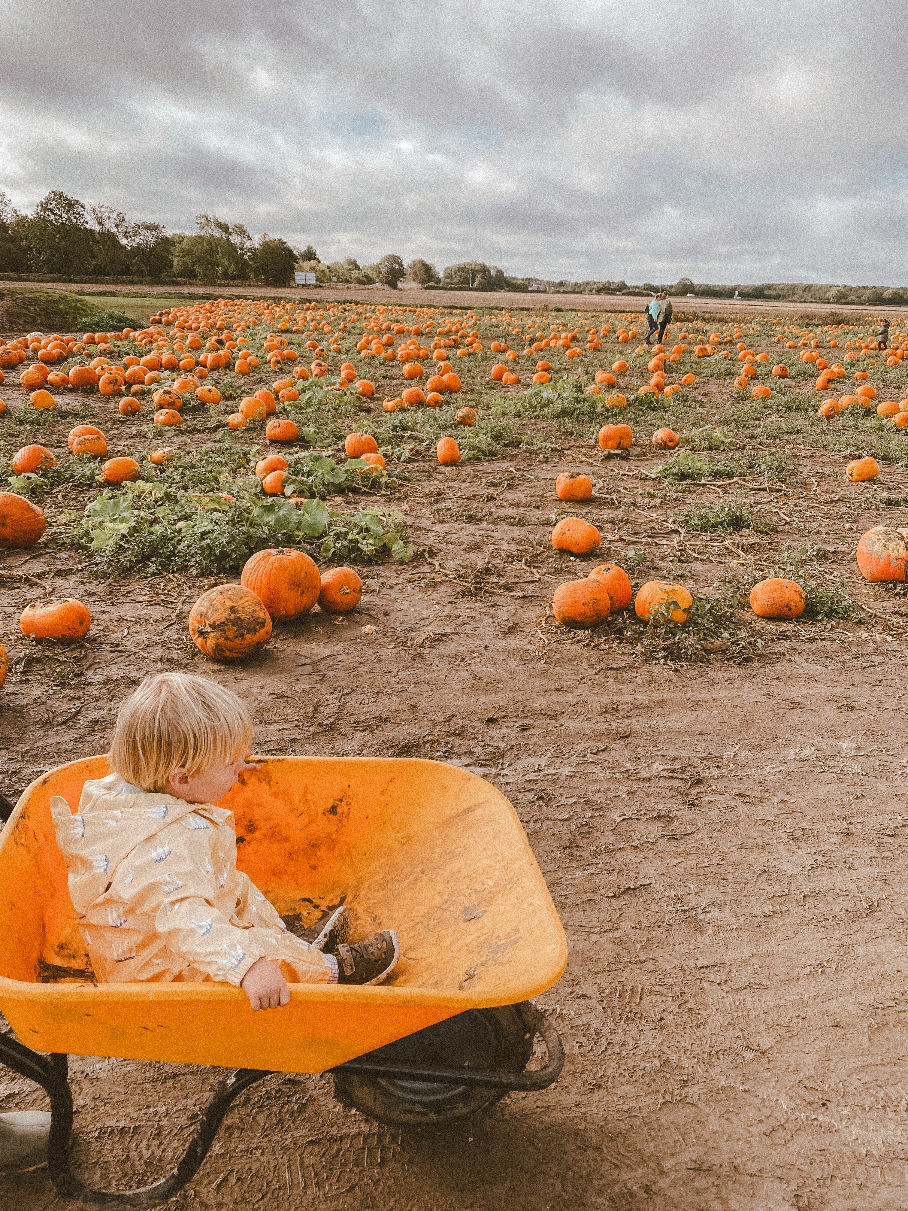 Pumpkin patch