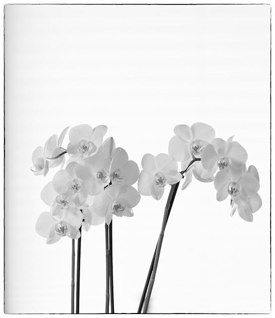 Orchide, High Key,Fine Art