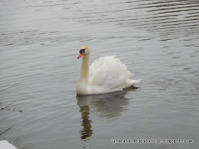 Swan on Charnwood Water Loughborough