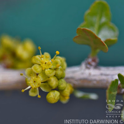 Molle (Schinus odonellii)