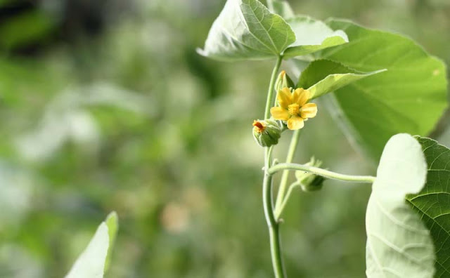 Indian Mallow Flowers