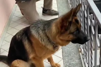 Ο ιδιοκτήτης ενός σκύλου επιστρέφει μετά από τρία χρόνια απουσίας - Δείτε στο βίντεο πως τον υποδέχτηκε & θα κλάψετε!