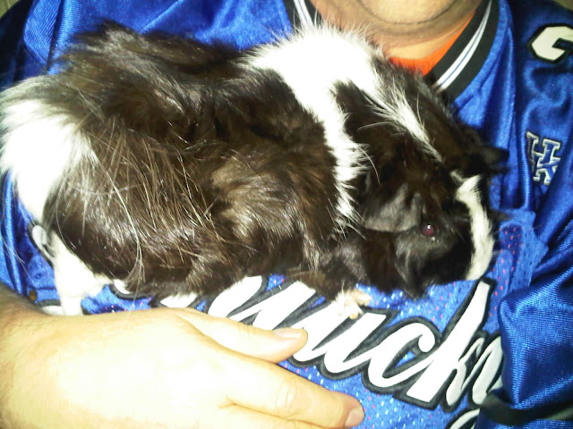 Black and white #Guineapig likes to be held-CarmaPoodale.com