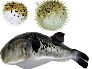 ikan buntal, ikan fugu, bahaya ikan buntal, racun ikan buntal, mati makan ikan buntal, koki Jepang, 