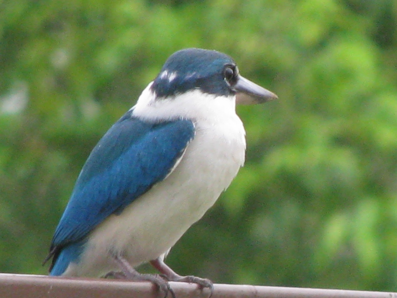 Nurul Iman BURUNG BIRU 