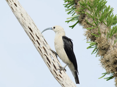 Sickle-billed Vanga