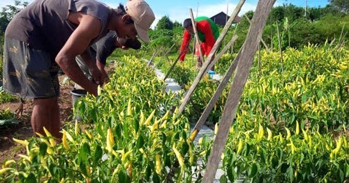 Apa Sajakah Jenis  Usaha  yang Berhubungan dengan Pertanian  