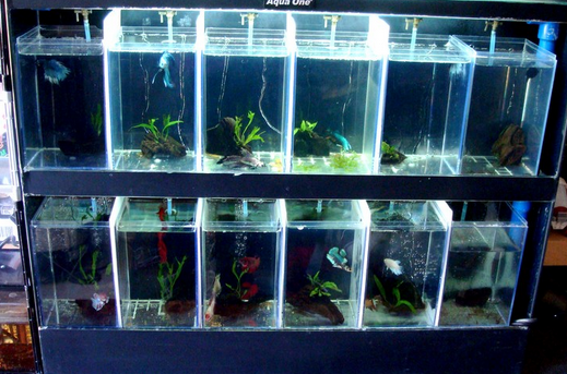 Betta Fish Tanks Bentuk Akuarium Ikan Cupang Indah 