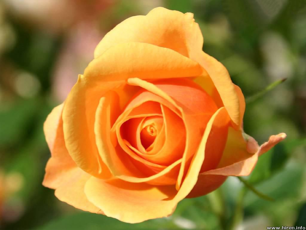 Download Yellow Rose Flowers - Flower HD Wallpapers, Images, PIctures, Tattoos and Desktop Background