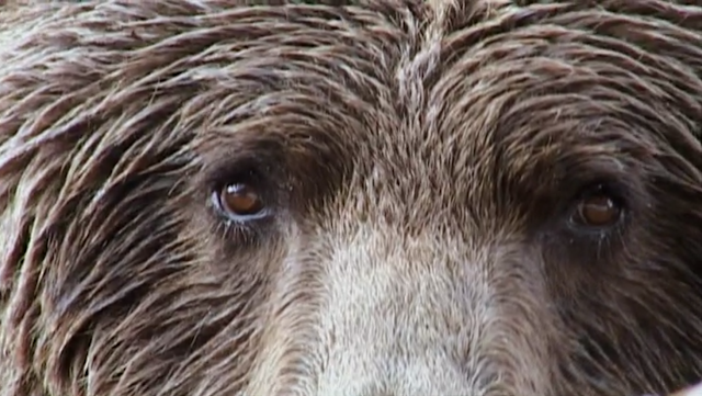 Still from 'Grizzly Man', Grizzly stare