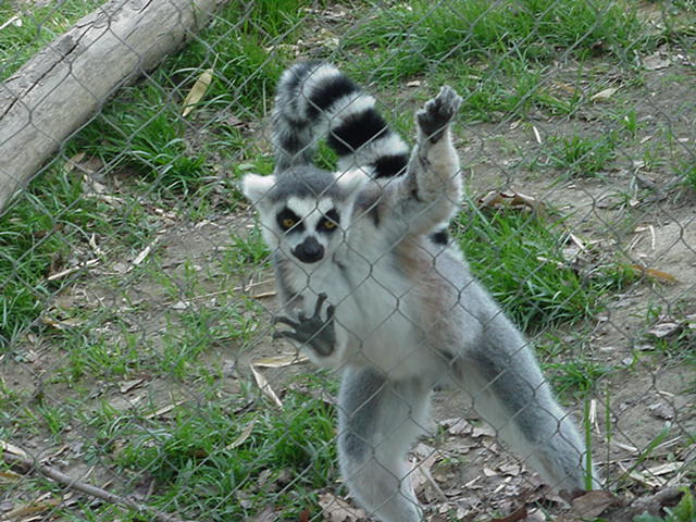 Lemurs