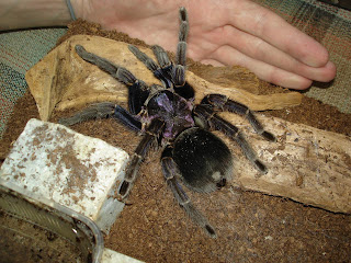 Tarantula Hispaniolan Giant Phormictopus cancerides Arachnida poisonous spider animal pets