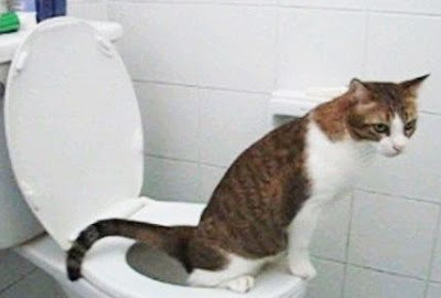 đi vệ sinh phải đi đúng nơi nhé chú mèo