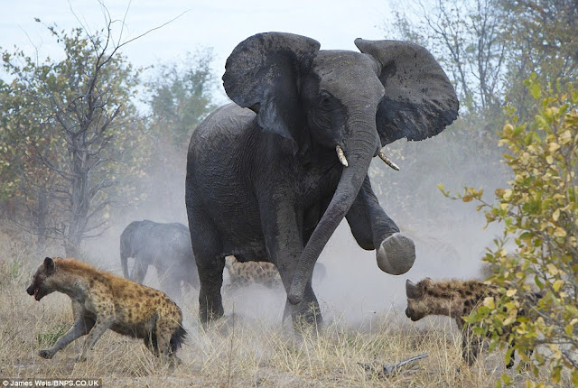 the most dangerous place in the world is between a mother and her child, baby elephant, mother elephant save calf from hyenas