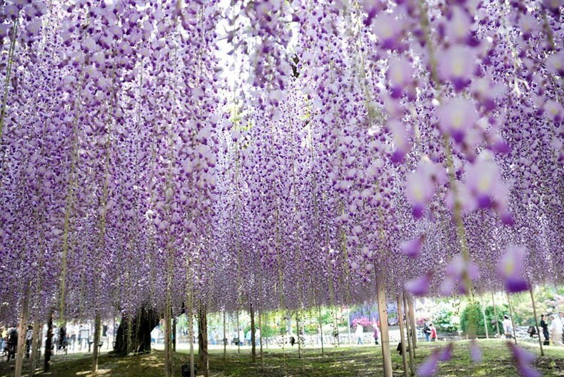 ashikaga-flower-park-3