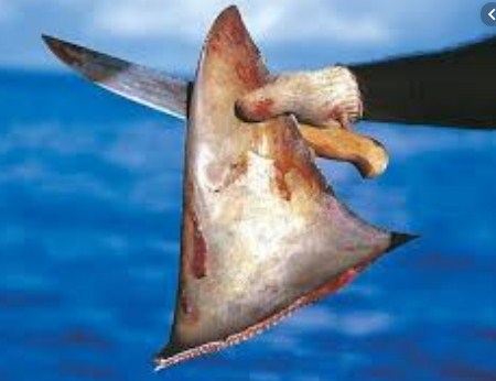 Produk sirip hiu