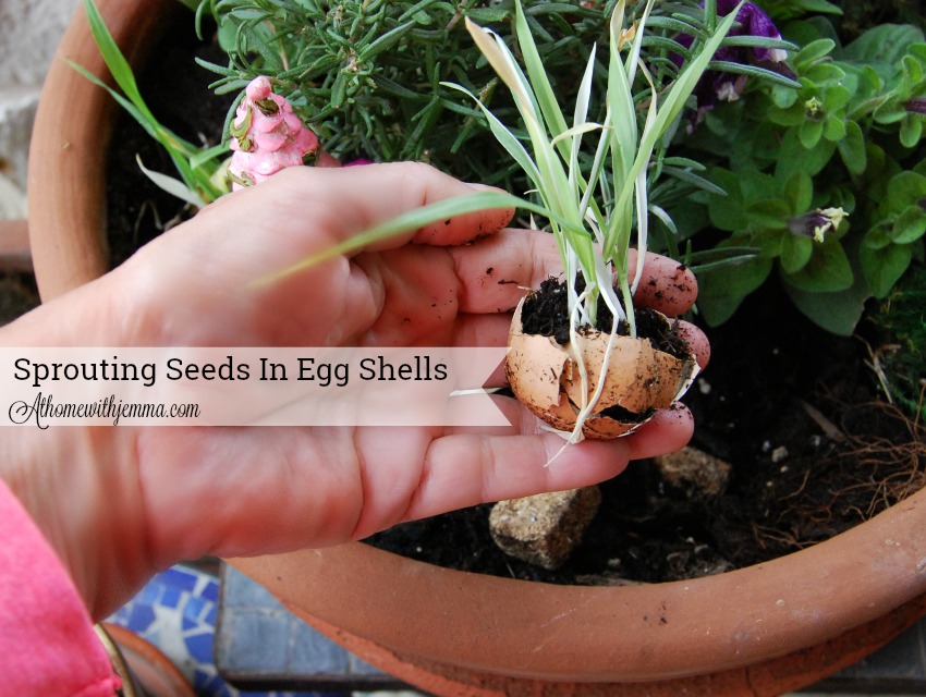 Spring-gardening-sprouting-grass-seeds-eggshells-kid-project