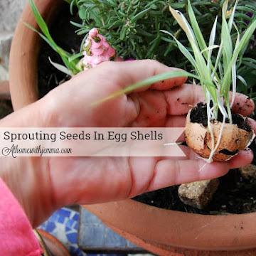 Sprouting Seedlings In Egg Shells