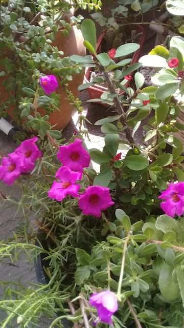 Essas plantinhas precisam receber boas horas de luz solar diariamente, e de pouca água. São plantas de ciclo de vida anual ou bianual, e de clima quente.  Portanto, não gostam de clima frio, e tendem a morrer ao final de um ou dois anos. Sendo assim, é preciso estar sempre fazendo novas mudas delas. Isso funciona melhor quando feito ao longo dos períodos mais quentes do ano.  Não precisa ficar enchendo as Onze-horas de fertilizantes, é só cuidar para que se mantenham renovadas sempre.