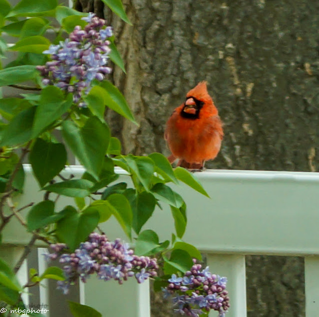 male red cardinal by lilac bush photo by mbgphoto
