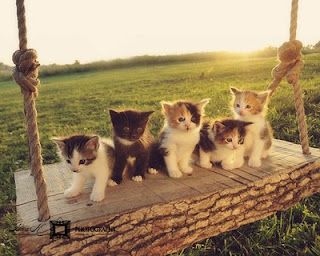 Kittens on swing