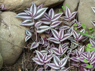 Juif errant - Misère - Éphémère - Tradescantia zebrina