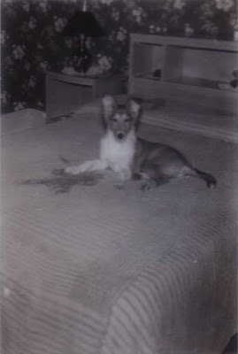 Lassie at 5 months old - circa December 1952