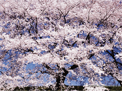 Sakura Flower What else can I say Awesome Posted by Reeve at 345 PM