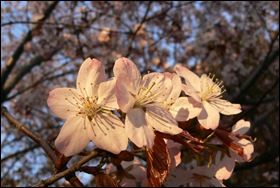 2011-05-15 Furano Sakura 20
