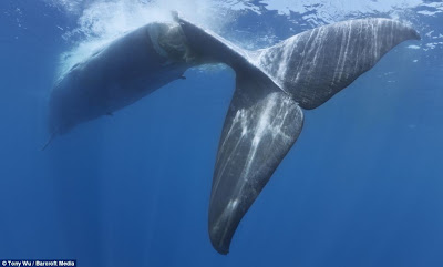 ballena partida en dos por un barco