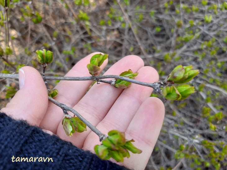 Абелия корейская / Забелия двуцветковая разновидность корейская (Abelia coreana, =Zabelia biflora var. coreana)