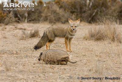 Zorro gris Pseudalopex griseus